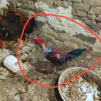جوجه|حیوانات مزرعه|زاهدان, |دیوار