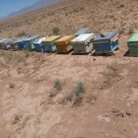 فروش سه کندو زنبور عسل زنبور بومی و کارانیکا