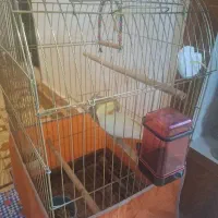 پرنده عروس با قفس|پرنده|خمام, |دیوار