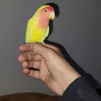 ماهشهر فاز ۷