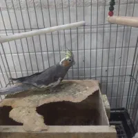 طوطی عروس|پرنده|اردکان, |دیوار