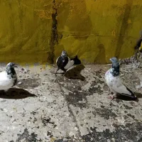 سه عدد کبوتر|پرنده|کبودرآهنگ, |دیوار