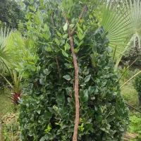 گل گیاه|گل و گیاه طبیعی|واجارگاه, |دیوار