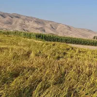 شلتوک برنج لنجان درجه 1 ، فروش 4 تن