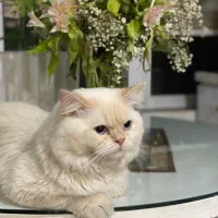 گربه پرشین هیمالین