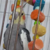 عروس هلندی گم شده