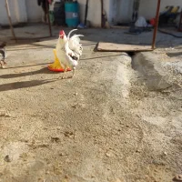 مرغ و خروس،جوجه،کبوترقدیمی،تخم مرغ نطفه دار