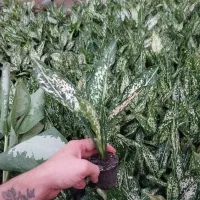 آگلونما برفی