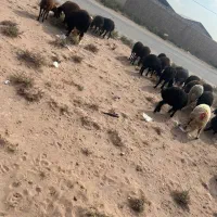 ۳۴ راس بره ماده سبک