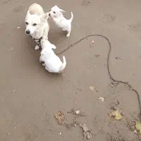 واگذاری توله پاکوتا|سگ|آق قلا, |دیوار