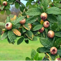 ازگیل در خلیفه آباد