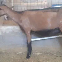 آلپاین|حیوانات مزرعه|کشکوئیه, |دیوار