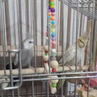 جفت عروس هلندی با تخم