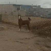 اسب و تجهیزات اسب