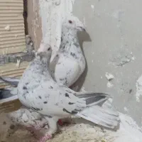 سارسرونج|پرنده|نیشابور, رحمت آباد|دیوار