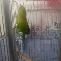 جوجه طوطی ملنگو|پرنده|ملارد, |دیوار