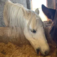 واگزاری اسب پونی