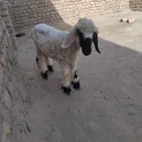 گوسفند|حیوانات مزرعه|کرباسک, |دیوار
