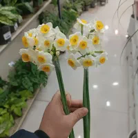 گل نرگس معطر|گل و گیاه طبیعی|اصفهان, درب سیبه علیا|دیوار