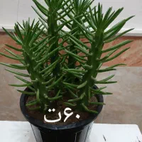 گلهای زیبا با قیمت مناسب|گل و گیاه طبیعی|مرند, |دیوار