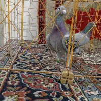 دوبر یک جفت