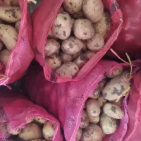 سیب زمینی بذری ۴۰۲