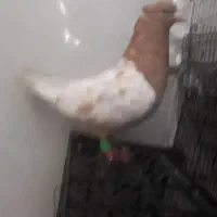 کبوتر|پرنده|اصفهان, دارک|دیوار