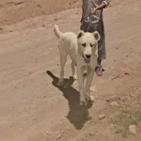 سگ نژاد دار|سگ|میان جلگه, |دیوار