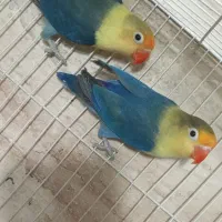 گرینچیک نرکوتوله جفت باجوجه نرماده تک باضمانت کتبی|پرنده|مشهد, عبادی|دیوار