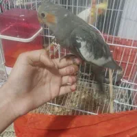 ۴عدد جوجه عروس هلندی