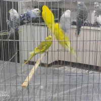 8عدد مرغ عشق کاملا بالغ