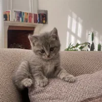 بچه گربه اسکاتیش ماده|گربه|مشهد, هفت تیر (حافظ)|دیوار