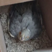 جفت عروس هلندی|پرنده|تربت جام, معدآباد|دیوار