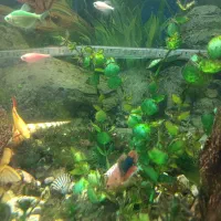 آکواریوم شیشه ای خم|ماهی|مشهد, موسوی قوچانی|دیوار