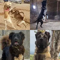 واگذاری سگ‌قهدریجان آلابای خوراسان بومی محلی