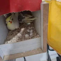 فروش جفت با جوجه هاشون|پرنده|گلپایگان, |دیوار