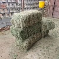 پرس یونجه خشک بدون علف