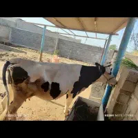 گاو سیمنتال|حیوانات مزرعه|اهواز, دغاغله|دیوار