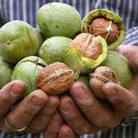 پیش فروش نهال گردو و بادام