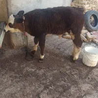 فروش گوساله نر