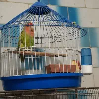 طوطی برزیلی با قفس فانتزی|پرنده|رشت, سلیمانداراب|دیوار