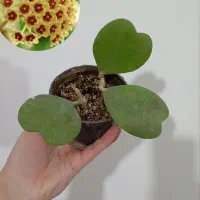 انواع هویا با عکس گلدهی|گل و گیاه طبیعی|مشهد, نیزه|دیوار