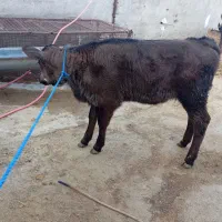 گاو و گوساله ماده  سویسی|حیوانات مزرعه|دره شهر, |دیوار