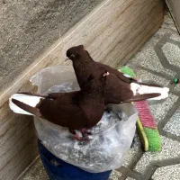 کبوتر رنگه(جفتگاه)