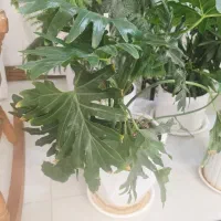 گل طبیعی|گل و گیاه طبیعی|یزد, |دیوار
