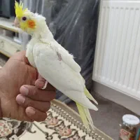 جوجه عروس هلندی|پرنده|پاکدشت, پاکدشت (مامازند)|دیوار