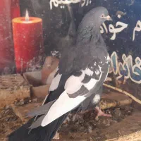 کبوتر بزک .کبوتر پاکستانی(رامپوری)|پرنده|شهرضا, |دیوار