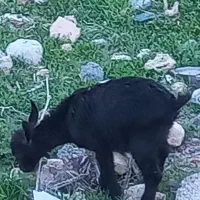 بز مورسیا با کهره نر دشت مرغاب