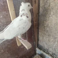 کبوتر|پرنده|مرودشت, فاز دوم شهرک فرهنگیان|دیوار