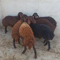 ۶ راس بره ماده برای نگهداری